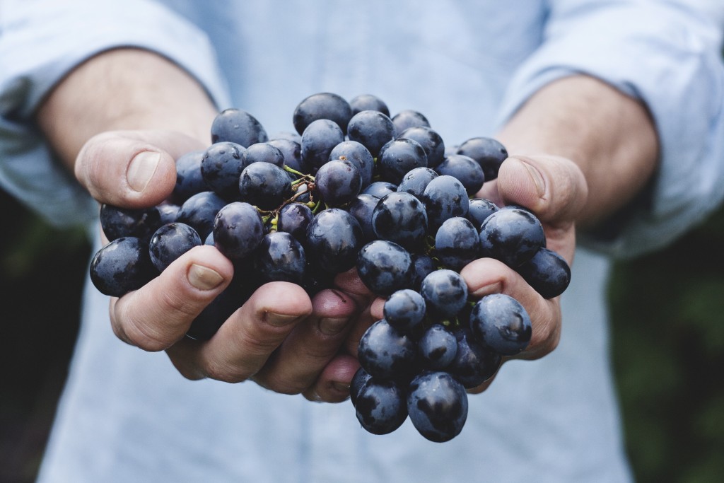 Hands holding out grapes