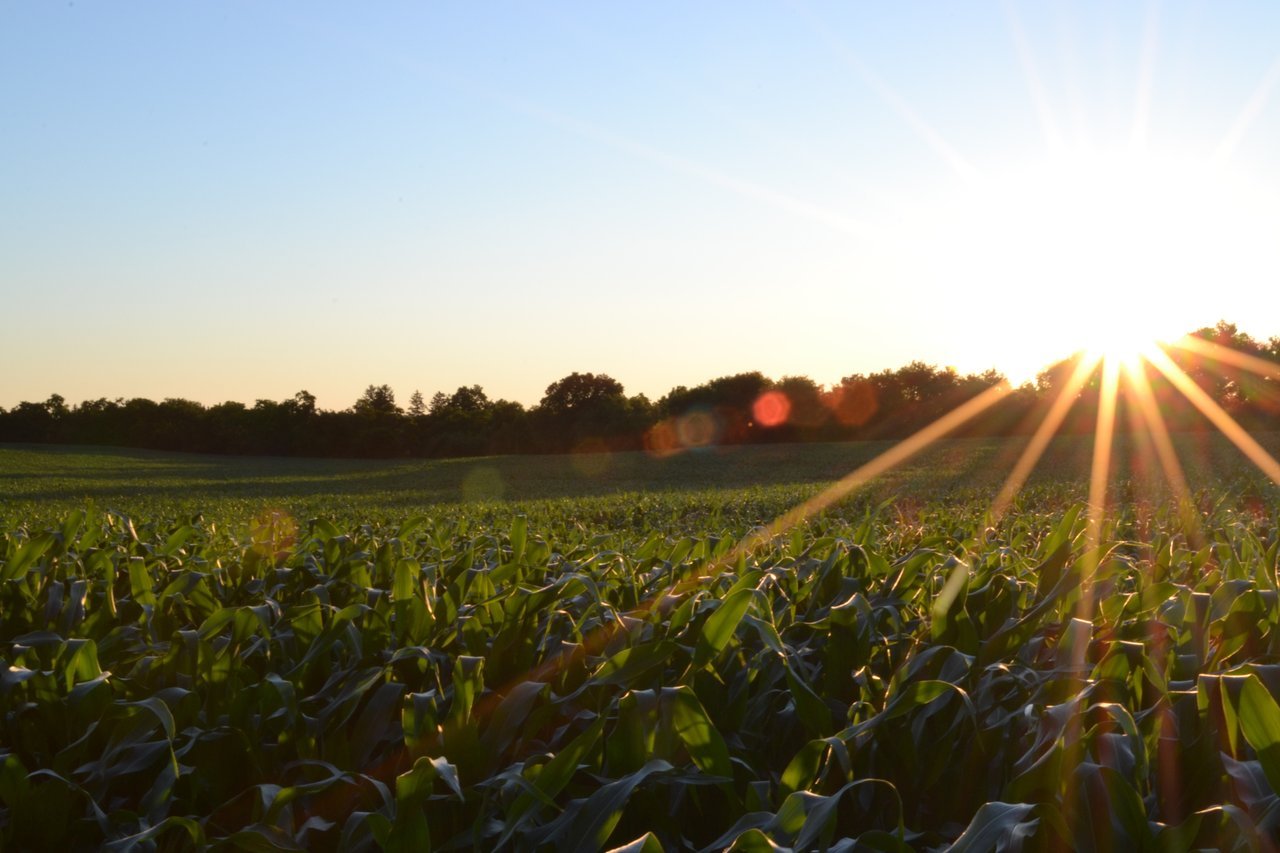 Farmer's field in rays of sun