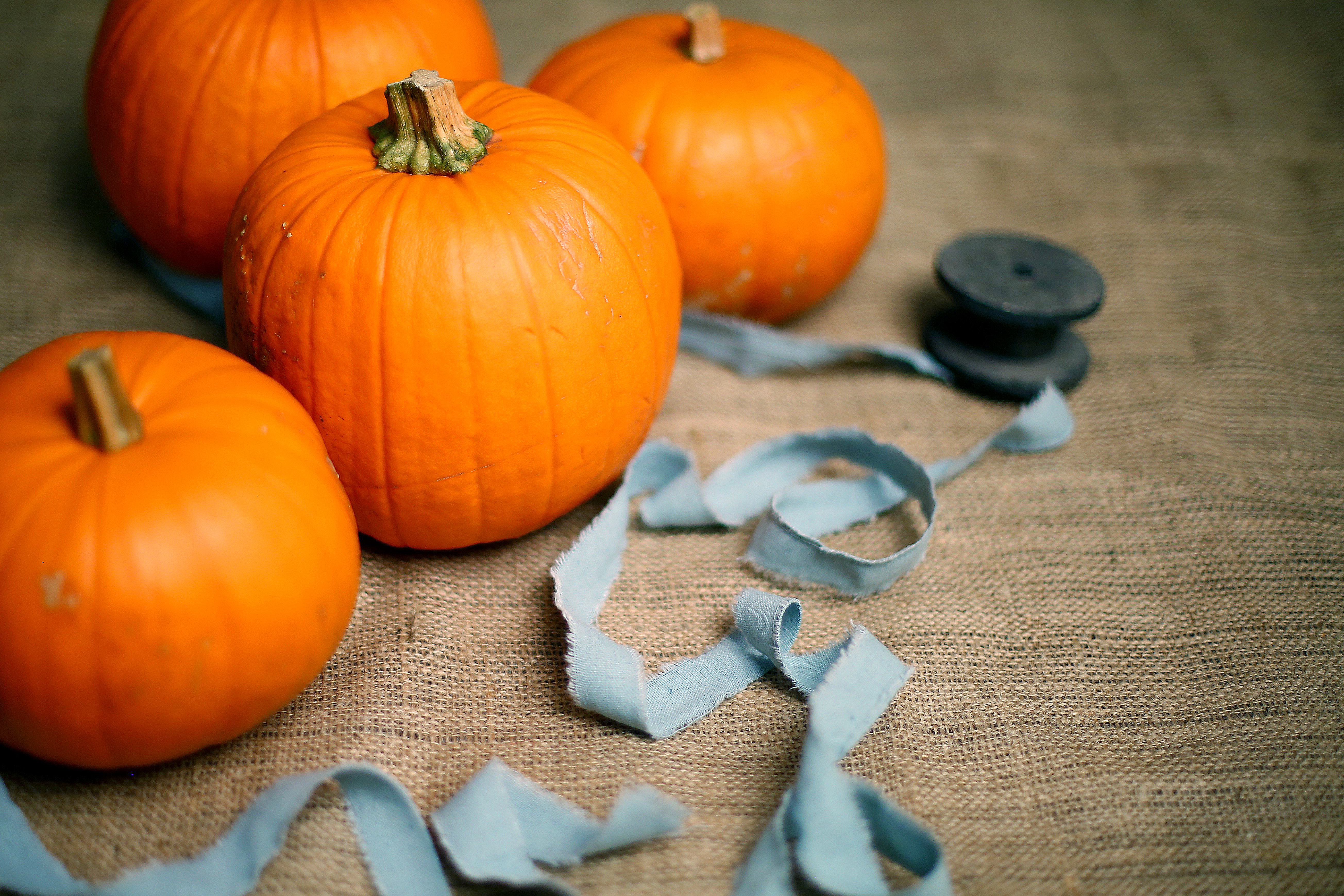 Pumpkins with ribbon