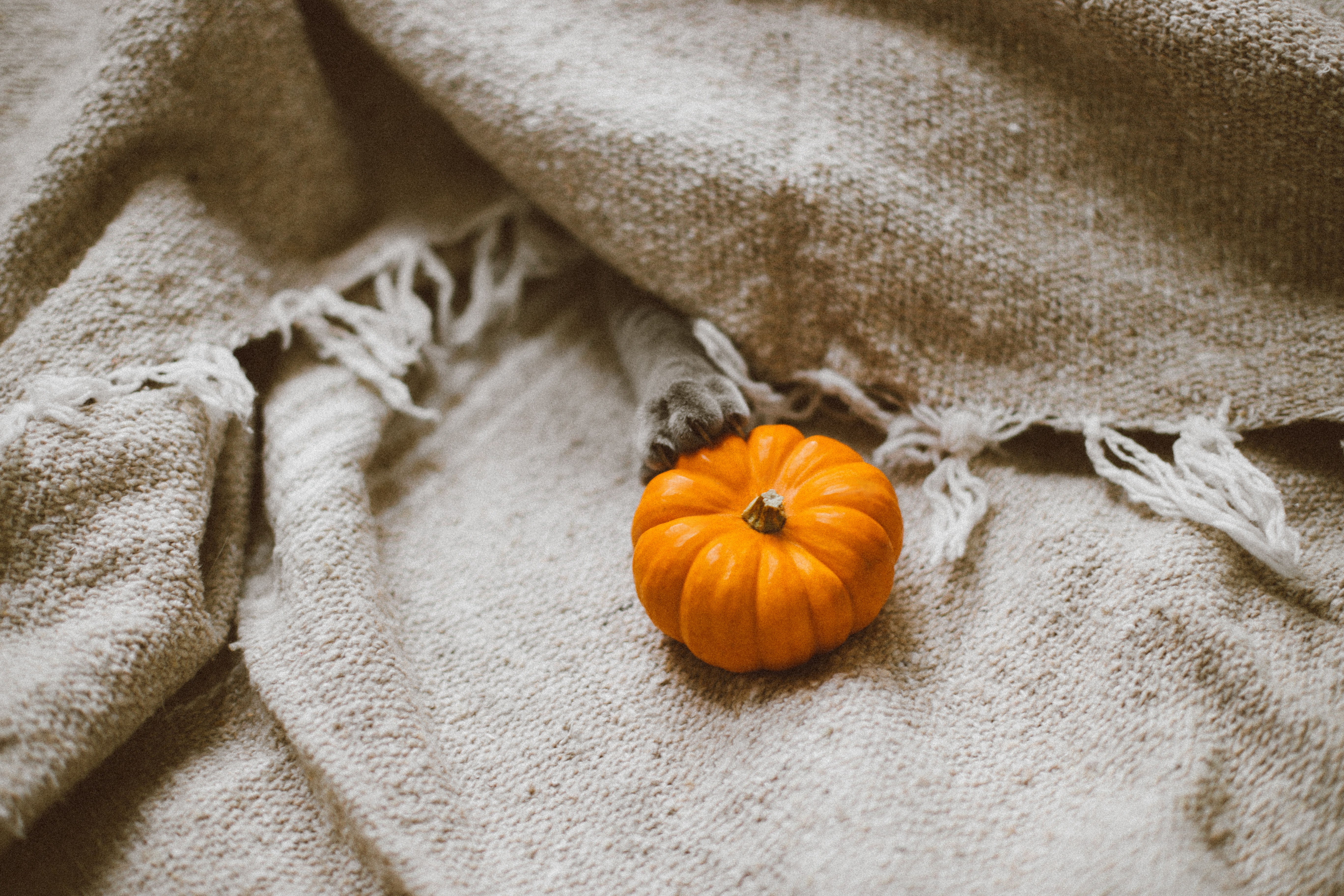 A little pumpkin on a cotton canvas blanket