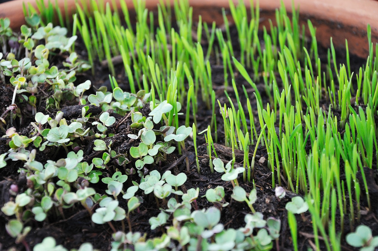 Microgreens sprouting in soil