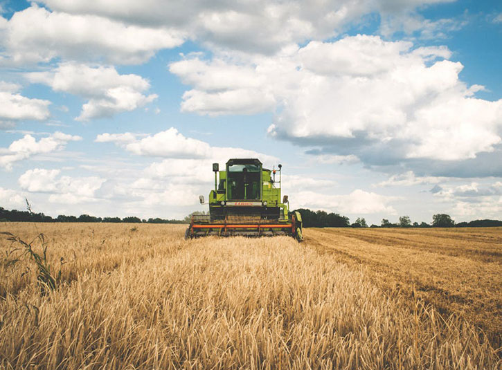 A tractor cutting dry grain in a field