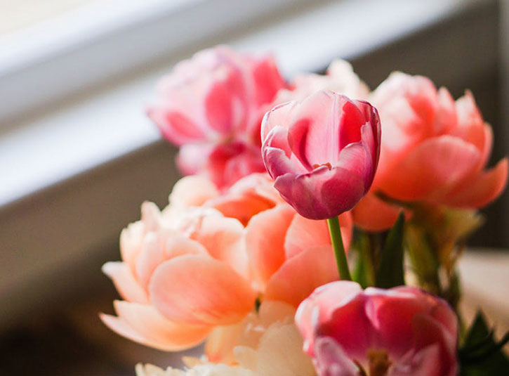 Spring tulips in a window