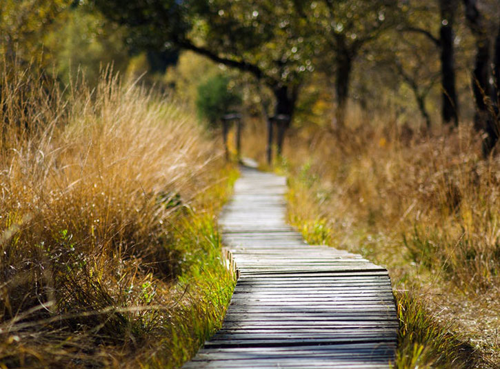 A wooden boardwalk through tall grasses and trees