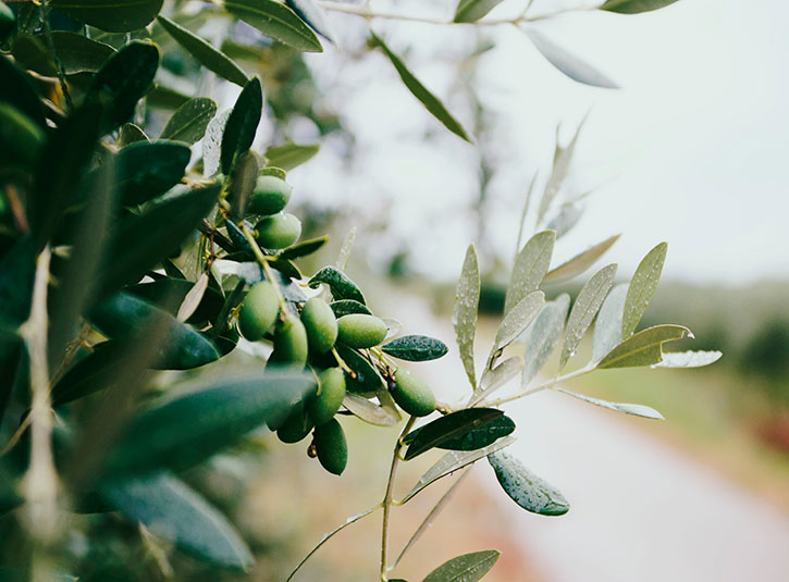 Olive branches with olives growing on it