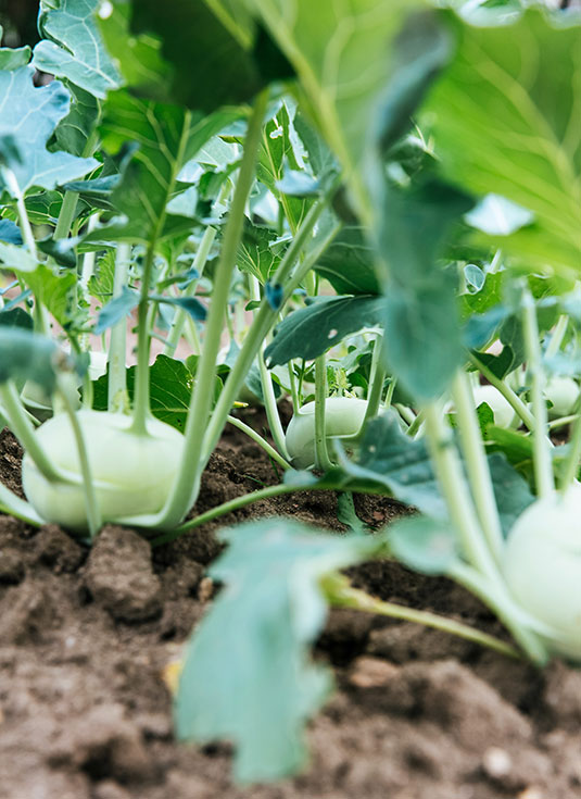 Kohlrabi plants growing in the ground