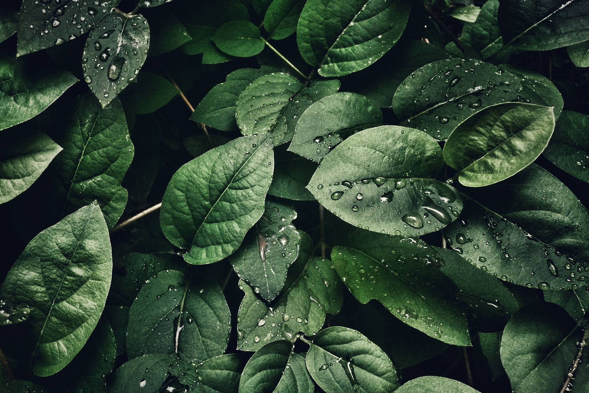 Green leaves with water droplets on them