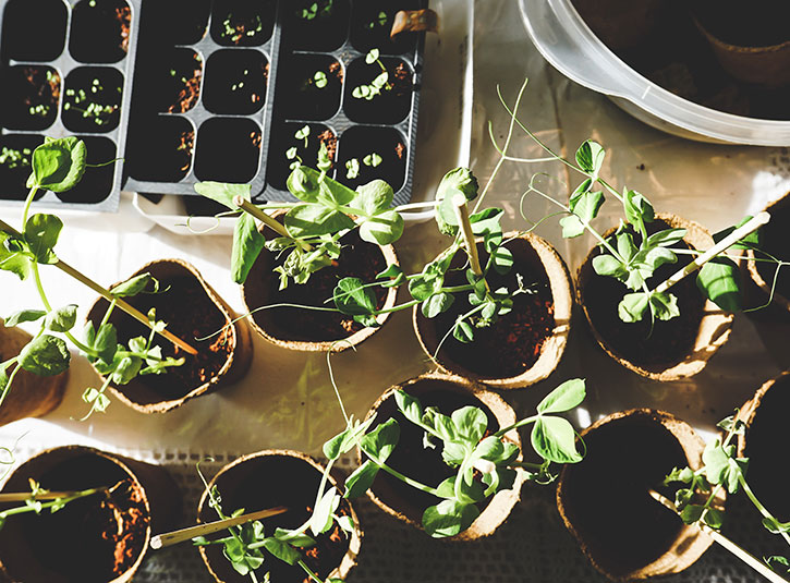 Seedlings starting in compostable containers on a table