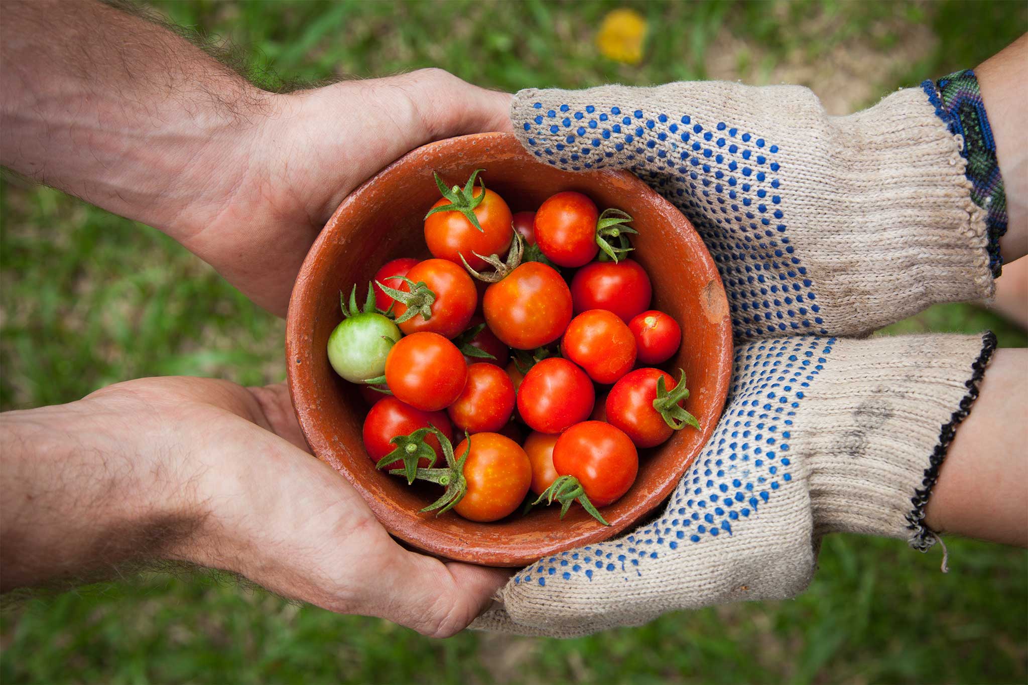 Two sets of hands, one in gardening gloves, hold a bowl of cherry tomatoes